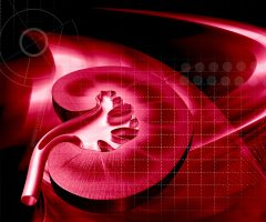 Keeping your kidneys healthy: Quiz